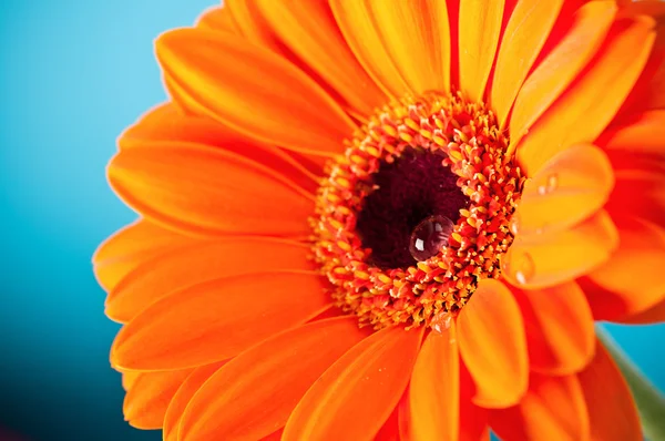 青色の背景にオレンジのデイジー ガーベラの花 — ストック写真