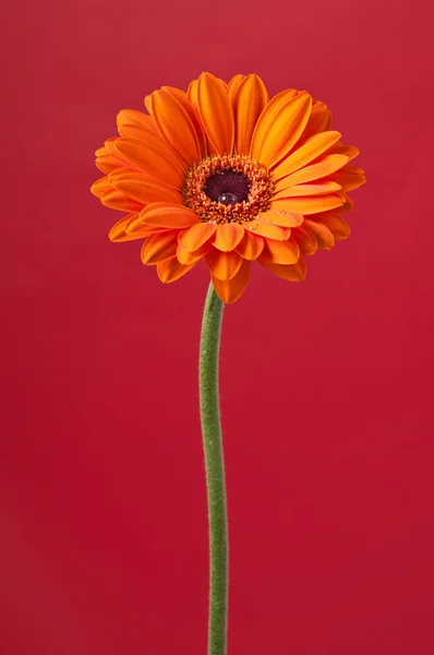 Narancs Gerbera Jégdarabok a piros háttér — Stock Fotó
