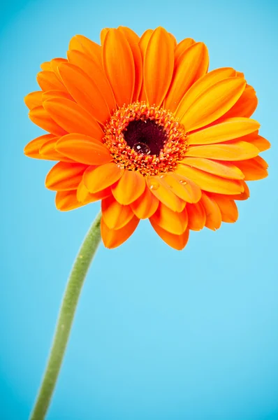 Stokrotka pomarańczowy kwiat gerbera na niebieskim tle — Zdjęcie stockowe