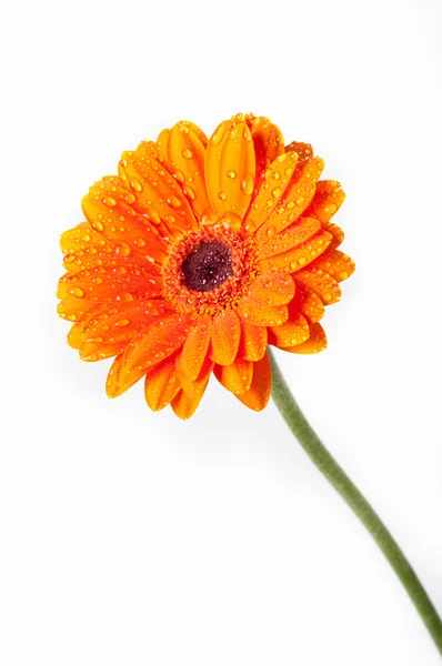Narancsvirág Daisy Gerbera fehér alapon — Stock Fotó