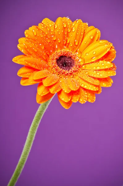 Turuncu papatya gerbera çiçek mor zemin üzerine — Stok fotoğraf