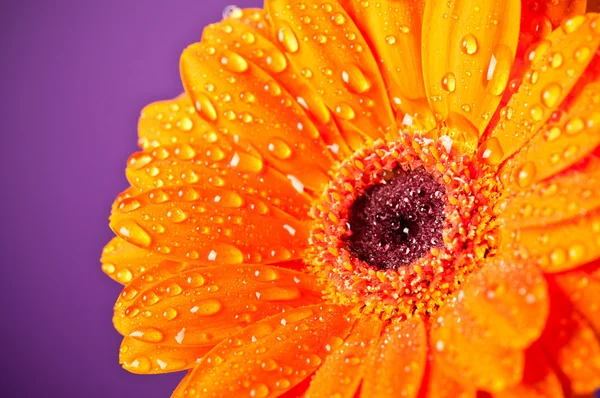 Orange daisy gerbera blomman på lila bakgrund — Stockfoto