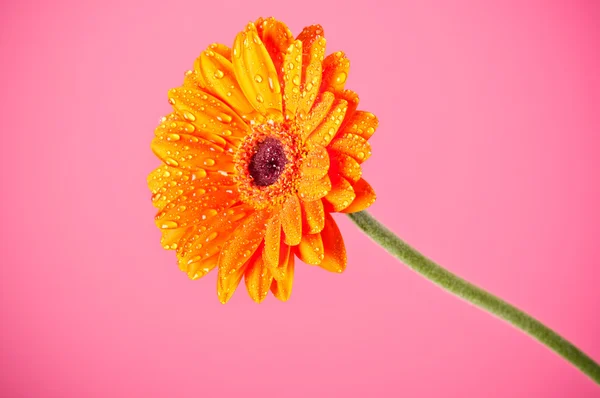 Narancs Gerbera százszorszép virág rózsaszín háttér — Stock Fotó