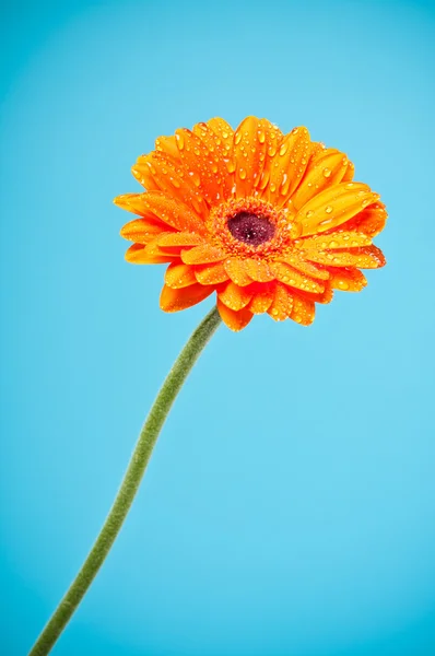 Orange Gänseblümchen Gerbera Blume auf blauem Hintergrund — Stockfoto