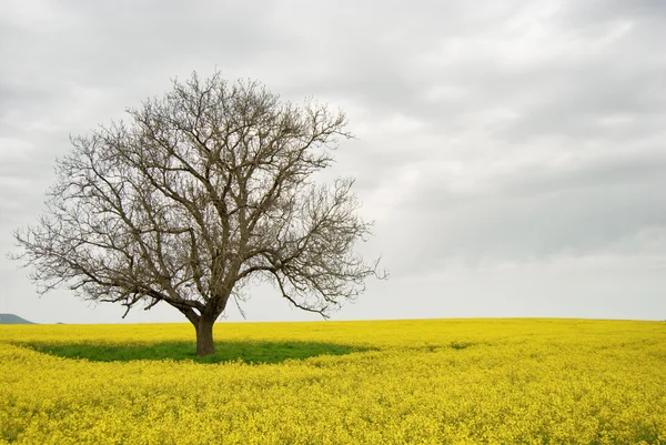 Árvore solitária em um campo amarelo — Fotografia de Stock