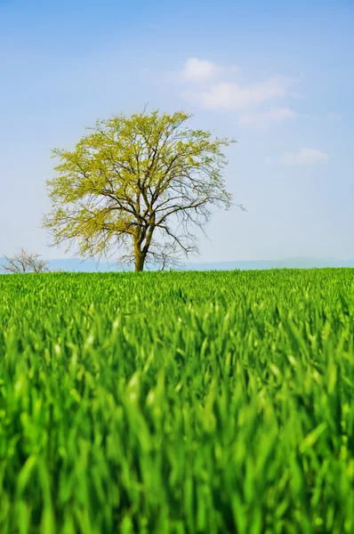 Campo de milho verde e árvore solitária — Fotografia de Stock