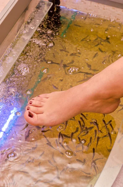 Pesce spa pedicure — Foto Stock