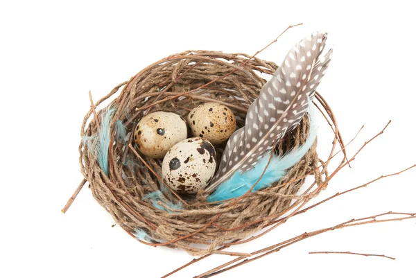 Bıldırcın yumurtası — Stok fotoğraf