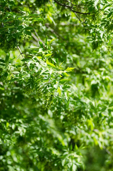 stock image Green leaves background