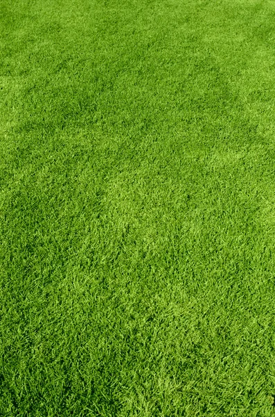 Texture erba verde — Foto Stock