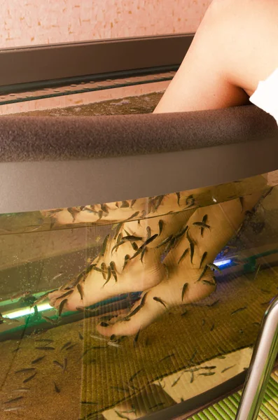 Rybí spa pedikúra — Stock fotografie
