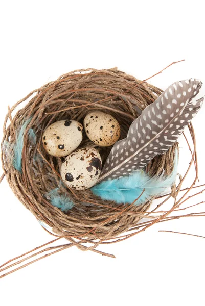 Ouă de prepeliță — Fotografie, imagine de stoc