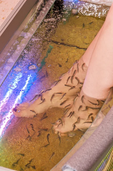 Fish spa pedicure — Stock Photo, Image