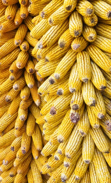 stock image Dried Corns