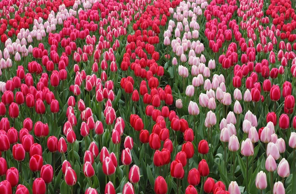 Keukenhof garden red tulips — Stock Photo, Image