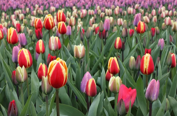 Barevné tulipány v zahrady keukenhof — Stock fotografie