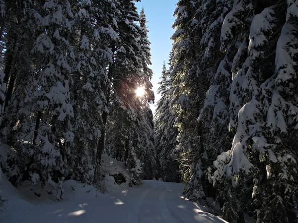 stock image Snowy Forest