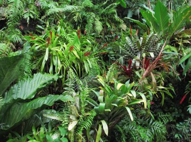 Tropical Forest Flora Background clipart