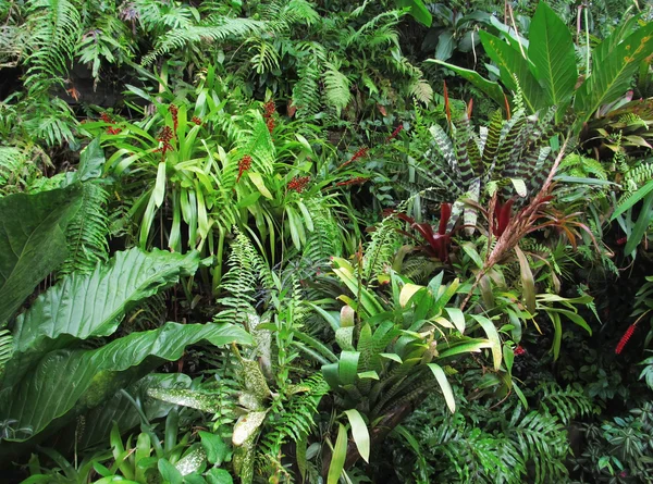 Floresta tropical Flora fundo — Fotografia de Stock