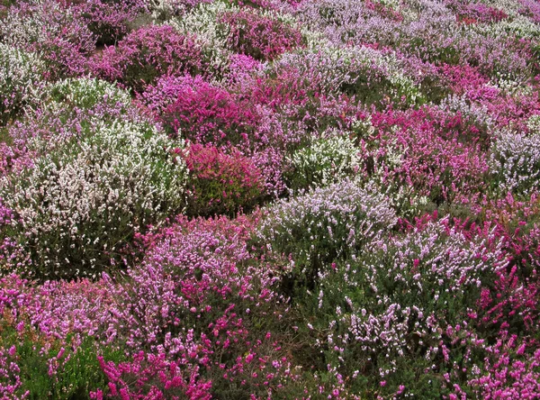 ピンク、白と紫の茂みの花 — ストック写真
