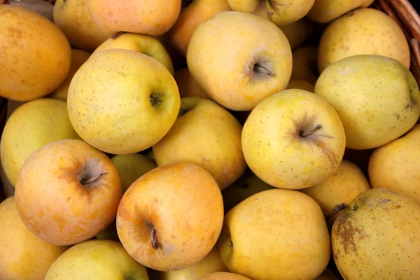 stock image Golden Apples in a Basket