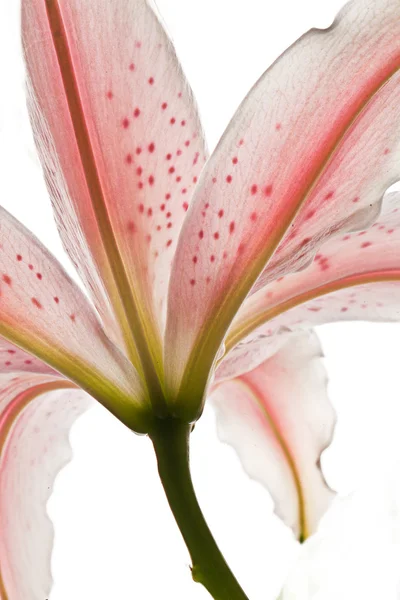 Delicate Aziatische lilly macro — Stockfoto