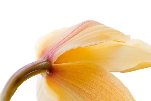 Finom ázsiai sárga lilly makró — Stock Fotó