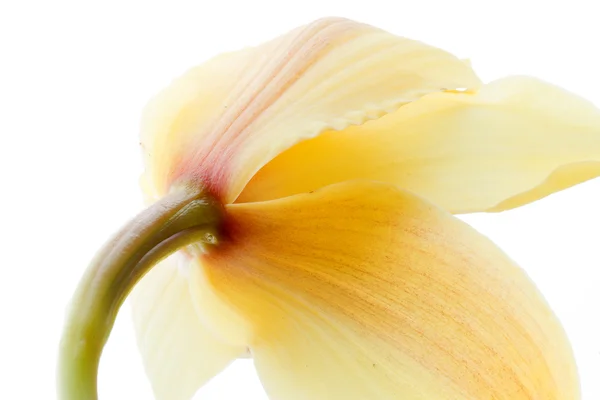 Delicate asiatic yellow lilly macro — Stock Photo, Image
