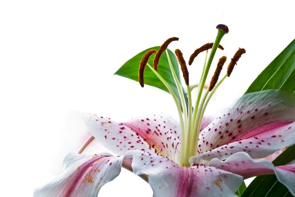 Délicat asiatique lilly macro — Photo