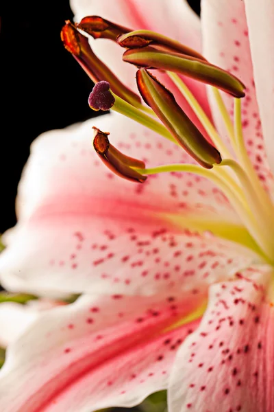 Delicate asiatic lilly macro — Stock Photo, Image