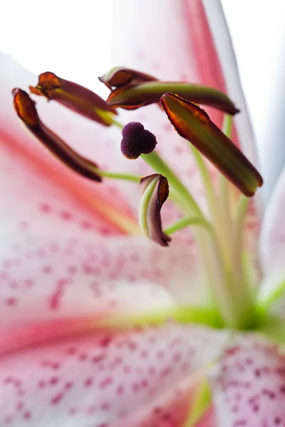Finom ázsiai lilly makró — Stock Fotó
