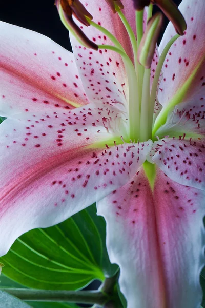 Delicate Aziatische lilly macro — Stockfoto