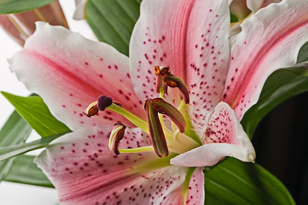 Delicate asiatic lilly macro — Stock Photo, Image