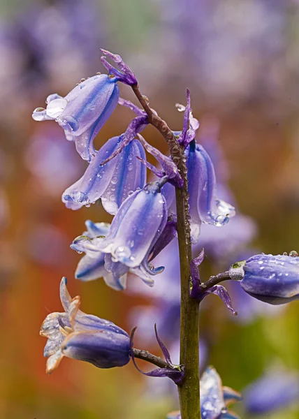 bluebells makrosonbahar Park ile kız