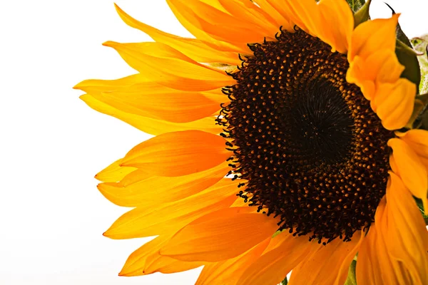 stock image Sunflower macro