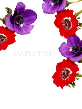 Poppy Anemone Background. clipart