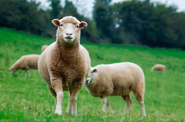 Zvědavý ovce — Stock fotografie
