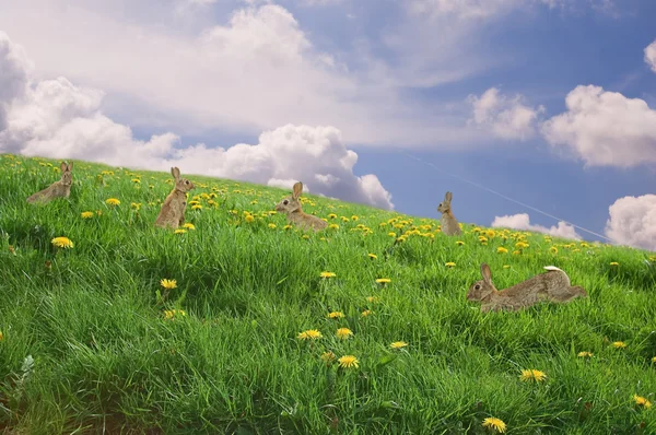 Coelhos em um prado verde — Fotografia de Stock