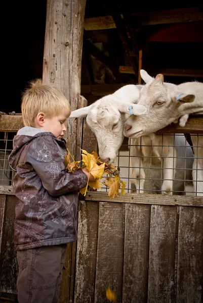 Niño alimentando cabras . —  Fotos de Stock