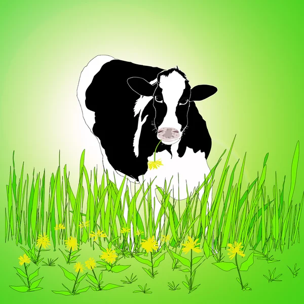 Vaca Friesian em um campo verde . — Fotografia de Stock