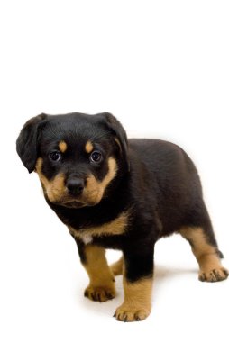 Rottweiler Puppy