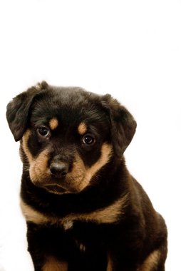 Rottweiler Puppy