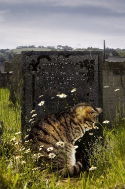 kedi bir mezar başı tarafından.