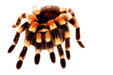 Kırmızı diz tarantula