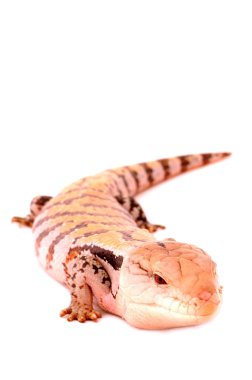 Mavi dilli skink