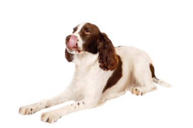 Springer spaniel