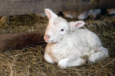 Newborn Lamb clipart