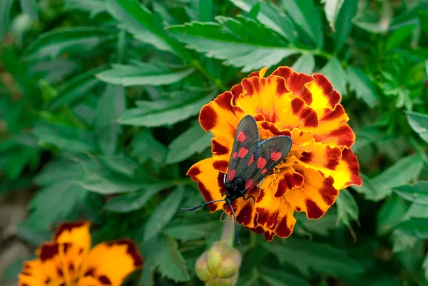 Smalle grenst aan vijf plaatse burnet zygaena lonicerae — Stockfoto