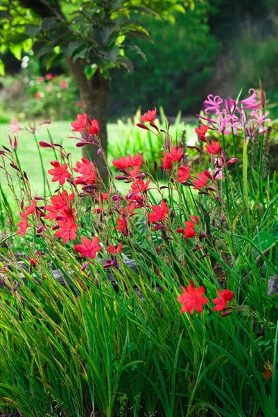 stock image Kaffir Lilies captured in the woods.