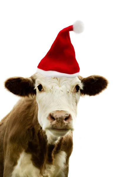 Vaca de Navidad — Foto de Stock